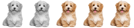 Dog image
