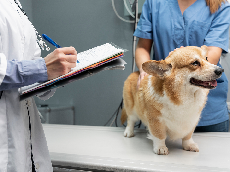 Rapid Assessment