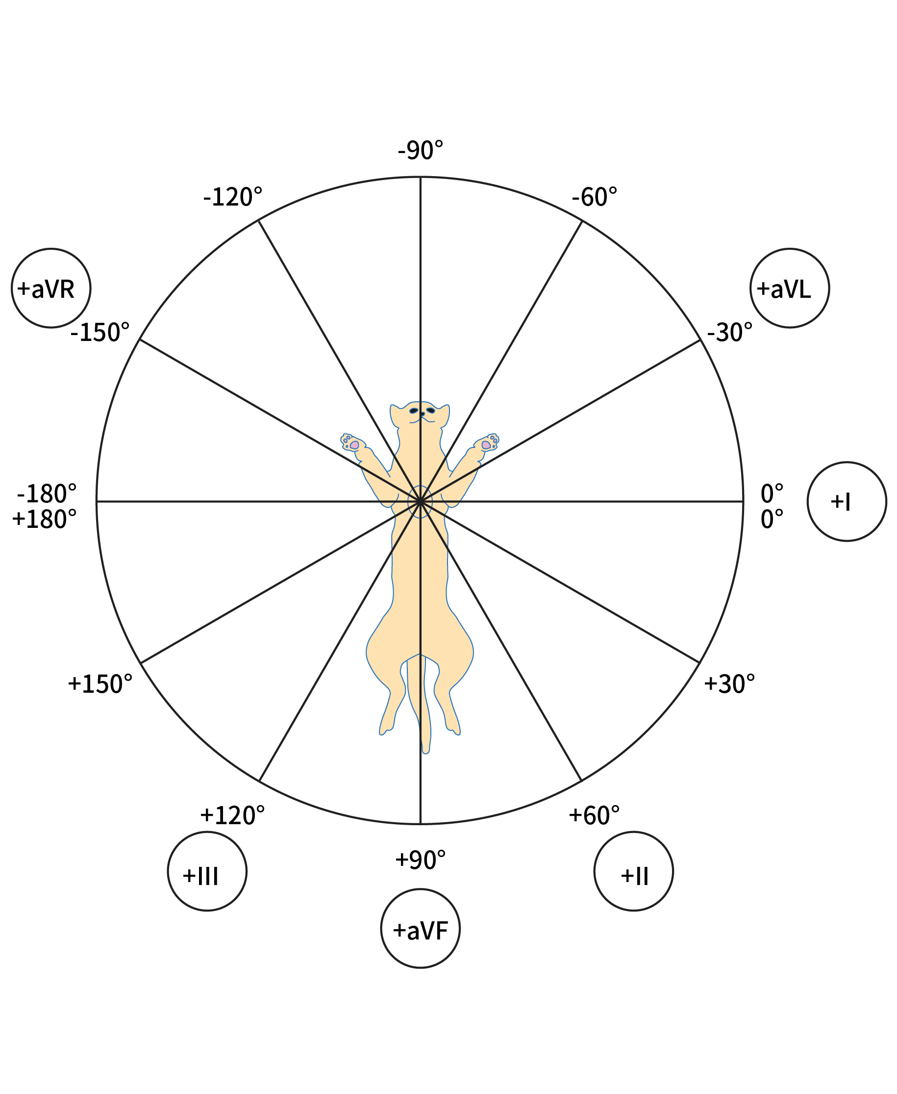 什麼是心電圖的導程 Lead 不同導程的心電圖怎麼應用 Cardiobird