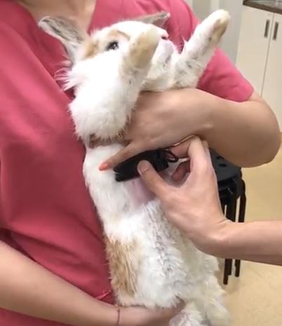 使用CardioBird為兔子進行心臟評估