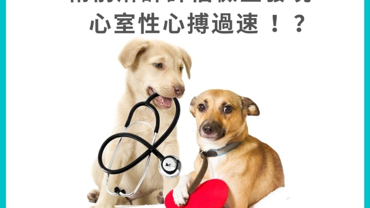 案例分享 術前麻醉評估檢查發現心室性心搏過速 Ventricular Tachycardia Cardiobird