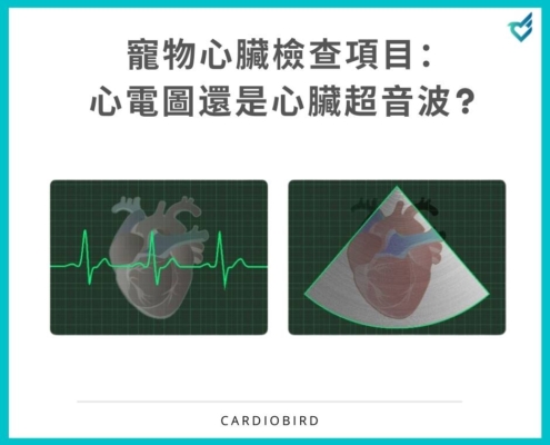 寵物心臟檢測該使用心電圖還是心臟超音波?