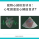 寵物心臟檢測該使用心電圖還是心臟超音波?