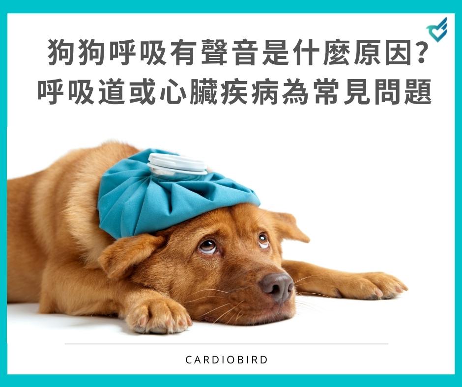 狗狗呼吸有聲音是什麼原因 呼吸道或心臟疾病為常見問題 Cardiobird