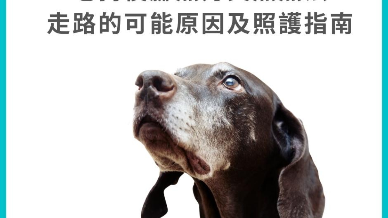 老狗後腳無力 突然無法走路的可能原因及照護指南 老狗後腳無力 突然無法走路的可能原因及照護指南