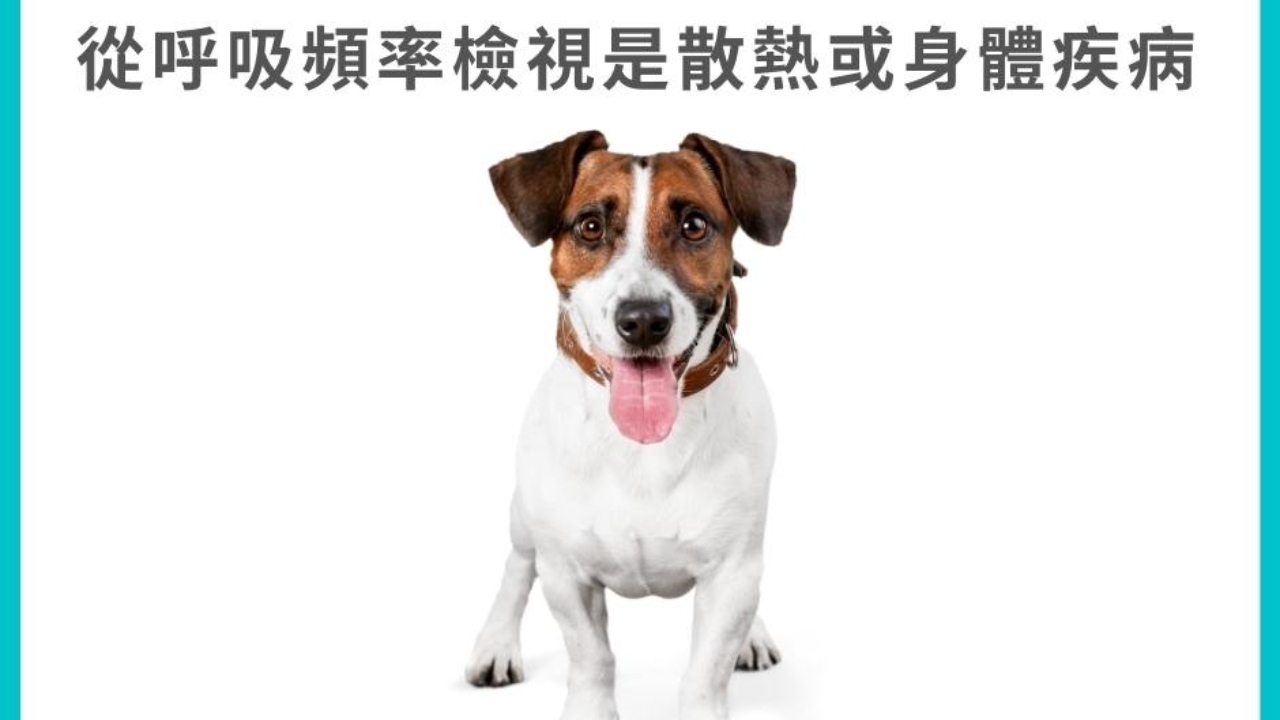 狗狗喘的很厲害正常嗎 從呼吸頻率檢視是散熱或身體疾病