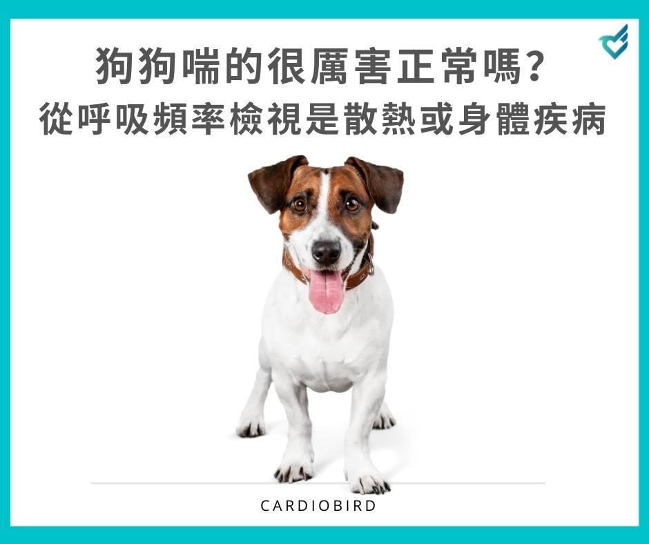 狗狗喘的很厲害正常嗎 從呼吸頻率檢視是散熱或身體疾病