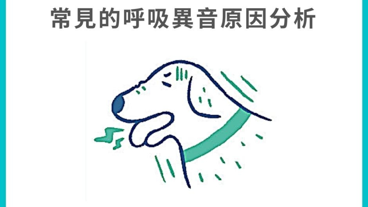 狗狗呼吸有聲音是什麼原因 常見的呼吸異音原因分析