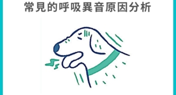 貓狗心律不整該留意哪些徵兆 及早發現掌握黃金治療期