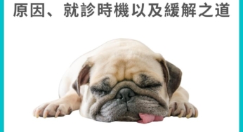 貓狗心律不整該留意哪些徵兆 及早發現掌握黃金治療期