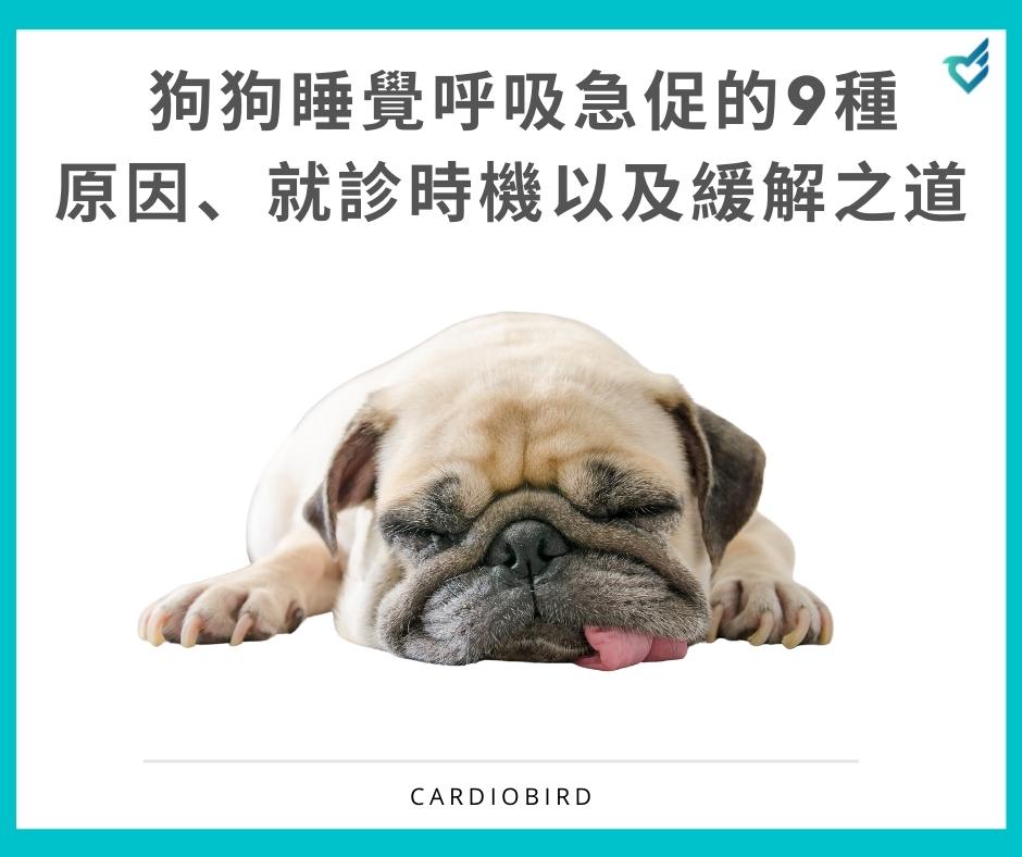造成狗狗睡覺呼吸急促的9種原因 就診時機以及緩解之道