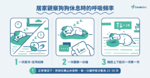 觀察狗狗呼吸頻率是否正常